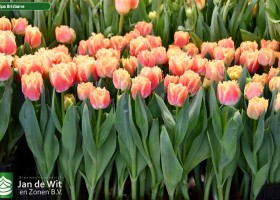 Tulipa Brisbane ® (2)